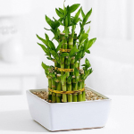 White-colored bamboo planter with bamboo plants inside.