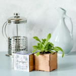 A bloom kit with a planted seedling, along with a white jar.